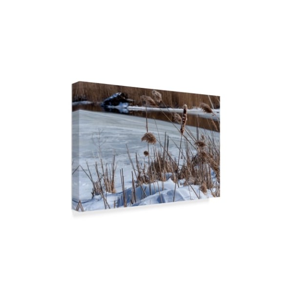 Anthony Paladino 'Cattails In Snow With Pond' Canvas Art,30x47